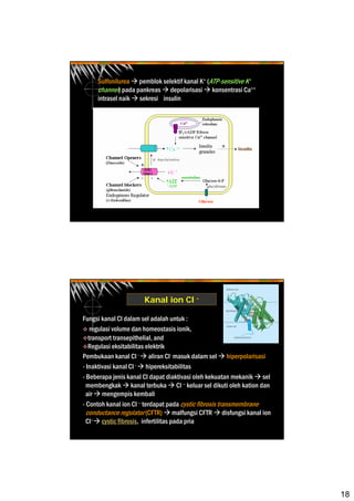 18
Sulfonilurea pemblok selektif kanal K+ (ATP-sensitive K+
channel) pada pankreas depolarisasi konsentrasi Ca++
intrasel naik sekresi insulin
Kanal ion Cl -
Fungsi kanal Cl dalam sel adalah untuk :
regulasi volume dan homeostasis ionik,
transport transepithelial, and
Regulasi eksitabilitas elektrik
Pembukaan kanal Cl - aliran Cl- masuk dalam sel hiperpolarisasi
- Inaktivasi kanal Cl - hipereksitabilitas
- Beberapa jenis kanal Cl dapat diaktivasi oleh kekuatan mekanik sel
membengkak kanal terbuka Cl – keluar sel dikuti oleh kation dan
air mengempis kembali
- Contoh kanal ion Cl – terdapat pada cystic fibrosis transmembrane
conductance regulator (CFTR) malfungsi CFTR disfungsi kanal ion
Cl– cystic fibrosis, infertilitas pada pria
 