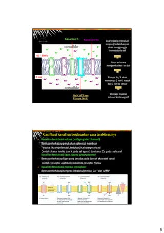 6
Kanal ion K Kanal ion Na
Na/K ATPase
Pompa Na/K
Jika terjadi pergerakan
ion yang terlalu banyak,
akan mengganggu
homeostasis sel
Harus ada cara
mengembalikan ion tsb
Pompa Na/K akan
memompa 2 ion K masuk
dan 3 ion Na keluar
Menjaga muatan
intrasel lebih negatif
-60 - 80mV
0 mV
Klasifikasi kanal ion berdasarkan cara teraktivasinya
Kanal ion teraktivasi voltase (voltage-gated channels)
- Berespon terhadap perubahan potensial membran
- Terbuka jika depolarisasi, tertutup jika hiperpolarisasi
Contoh : kanal ion Na dan K pada sel syaraf, dan kanal Ca pada sel saraf
Kanal ion teraktivasi ligan (ligand-gated channel)
- Berespon terhadap ligan yang berada pada daerah ekstrasel kanal
Contoh : reseptor asetilkolin nikotinik, reseptor NMDA
Kanal ion teraktivasi molekul intraseluler
- Berespon terhadap senyawa intraseluler misal Ca++ dan cAMP
 