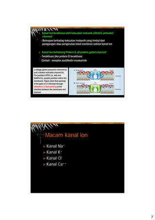 7
Kanal ion teraktivasi oleh kekuatan mekanik (stretch-activated
channel)
- Berespon terhadap kekuatan mekanik yang timbul dari
peregangan atau pengerutan lokal membran sekitar kanal ion
Kanal ion terhubung Protein G (G protein-gated channel)
- Teraktivasi jika protein G teraktivasi
Contoh : reseptor asetilkolin muskarinik
a voltage-gated potassium channel (a)
and a stretch-activated channel (b).
The peptides VSTX1 (a, red) and
GsMTx4 (b, purple) partition within the
membrane. Figure show that opening
of the gate in B is blocked through
alterations in lipid packing at the
interface between the membrane and
channel.
Macam kanal ion
Kanal Na+
Kanal K+
Kanal Cl-
Kanal Ca++
 