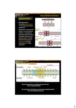 9
Kanal ion Na+
Bertanggungjawab
meneruskan potensial aksi
akan terbuka jika terjadi
depolarisasi
Depolarisasi kanal ion Na
terbuka ion Na melintasi
membran depolarisasi
lebih lanjut pada kanal ion di
sebelahnya kanal ion Na
tadi akan inaktif terjadi
berturut-turut ke kanan
potensial aksi terhantar
sepanjang akson hingga
ujung saraf
Tinjauan Molekuler Setiap Kanal
Action potential is traveling away from the
site of depolarization
Na channel inactivation prevents the depolarization
from spreading backward
 