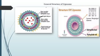 General Structure of Liposome
 