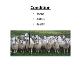 HornsHorned animals are usually more difficult to handle than polled (or disbudded) animals.Horns can get entangled in fences and feeders.Horned animals need more space.Horned animals will dominate polled animals.Should not mix horned and polled animals.Most common breeds of sheep do not have horns.
