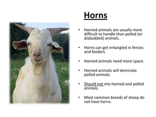 StatusGrowthMaintenanceEarly to mid-gestationLate gestationEarly lactationLate lactation