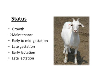 HealthGeneral appearanceHair coatBody conditionThriftinessDisease statusExternal parasitesInternal parasitesHoof healthVaccinations	Clostridial diseasesRabiesWhere to locate breeders and purchase animalsCompanies that offer fee-based grazing services.Recommendation from local county extension office.Web sitesOnline directorieswww.sheepgoatmarketing.infoListings in farm publicationsPublic livestock auctionsFreeGive-awaysRescue animals