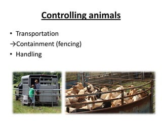 Permanent fencingTraditional net wire		Physical barrierOff-set wires to keep predators out and livestock away from fence.More expensiveHigh-tensile, electricPsychological (and physcial?) barrier 4 to 8 strands, properly- spaced wiresLess expensive