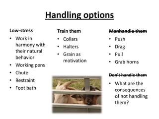 Grain as motivationDon’t handle themWhat are the consequences of not handling them?Animal managementWater Shelter / shadeNaturalPortablePredator controlFencingGuardians (?)NutritionalMineralsOther supplementation?HealthParasitesHooves 