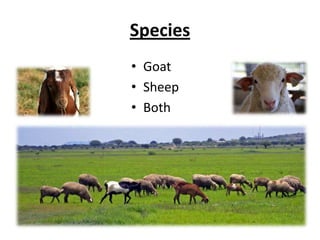 SpeciesGoatSheepBoth