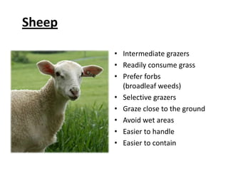 SheepIntermediate grazersReadily consume grassPrefer forbs (broadleaf weeds)Selective grazersGraze close to the groundAvoid wet areasEasier to handleEasier to contain