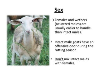 AgeLambs and kids learn to eat from their dams.Lambs and kids are more likely to try novelty foods.Lambs and kids have higher nutritional requirements.Lambs and kids are less tolerant of environmental  stresses and disease challenges.Older animals are easier to handle and move.
