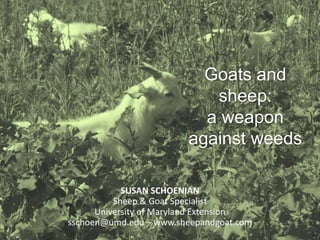 Goats and sheep: a weapon against weeds SUSAN SCHOENIANSheep & Goat SpecialistUniversity of Maryland Extensionsschoen@umd.edu – www.sheepandgoat.com 