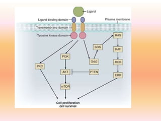 Targeted therapy in lung cancer | PPTX