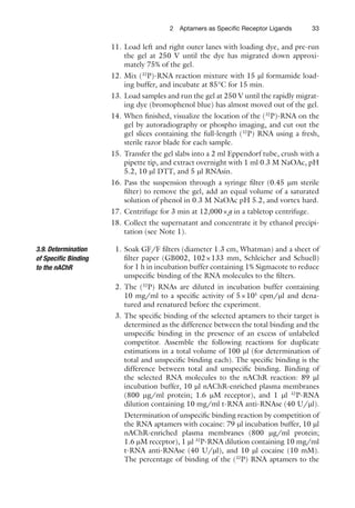 332 Aptamers as Speciﬁc Receptor Ligands
11. Load left and right outer lanes with loading dye, and pre-run
the gel at 250 V until the dye has migrated down approxi-
mately 75% of the gel.
12. Mix (32
P)-RNA reaction mixture with 15 ml formamide load-
ing buffer, and incubate at 85°C for 15 min.
13. Load samples and run the gel at 250 V until the rapidly migrat-
ing dye (bromophenol blue) has almost moved out of the gel.
14. When ﬁnished, visualize the location of the (32
P)-RNA on the
gel by autoradiography or phospho imaging, and cut out the
gel slices containing the full-length (32
P) RNA using a fresh,
sterile razor blade for each sample.
15. Transfer the gel slabs into a 2 ml Eppendorf tube, crush with a
pipette tip, and extract overnight with 1 ml 0.3 M NaOAc, pH
5.2, 10 ml DTT, and 5 ml RNAsin.
16. Pass the suspension through a syringe ﬁlter (0.45 mm sterile
ﬁlter) to remove the gel, add an equal volume of a saturated
solution of phenol in 0.3 M NaOAc pH 5.2, and vortex hard.
17. Centrifuge for 3 min at 12,000×g in a tabletop centrifuge.
18. Collect the supernatant and concentrate it by ethanol precipi-
tation (see Note 1).
1. Soak GF/F ﬁlters (diameter 1.3 cm, Whatman) and a sheet of
ﬁlter paper (GB002, 102×133 mm, Schleicher and Schuell)
for 1 h in incubation buffer containing 1% Sigmacote to reduce
unspeciﬁc binding of the RNA molecules to the ﬁlters.
2. The (32
P) RNAs are diluted in incubation buffer containing
10 mg/ml to a speciﬁc activity of 5×105
cpm/ml and dena-
tured and renatured before the experiment.
3. The speciﬁc binding of the selected aptamers to their target is
determined as the difference between the total binding and the
unspeciﬁc binding in the presence of an excess of unlabeled
competitor. Assemble the following reactions for duplicate
estimations in a total volume of 100 ml (for determination of
total and unspeciﬁc binding each). The speciﬁc binding is the
difference between total and unspeciﬁc binding. Binding of
the selected RNA molecules to the nAChR reaction: 89 ml
incubation buffer, 10 ml nAChR-enriched plasma membranes
(800 mg/ml protein; 1.6 mM receptor), and 1 ml 32
P-RNA
dilution containing 10 mg/ml t-RNA anti-RNAse (40 U/ml).
Determination of unspeciﬁc binding reaction by competition of
the RNA aptamers with cocaine: 79 ml incubation buffer, 10 ml
nAChR-enriched plasma membranes (800 mg/ml protein;
1.6 mM receptor), 1 ml 32
P-RNA dilution containing 10 mg/ml
t-RNA anti-RNAse (40 U/ml), and 10 ml cocaine (10 mM).
The percentage of binding of the (32
P) RNA aptamers to the
3.9. Determination
of Speciﬁc Binding
to the nAChR
 