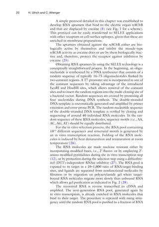 20 H. Ulrich and C. Wrenger
A simple protocol detailed in this chapter was established to
develop RNA aptamers that bind to the electric organ nAChR
and that are displaced by cocaine (8) (see Fig. 1 for a scheme).
This protocol can be easily transferred to SELEX applications
with other receptors or cell-surface epitopes, given that these are
enriched in membrane preparations.
The aptamers obtained against the nAChR either are bio-
logically active by themselves and inhibit the muscle-type
nAChR activity as cocaine does or are by them biologically inac-
tive and, therefore, protect the receptor against inhibition by
cocaine (25).
Obtaining RNA aptamers by using the SELEX technology is a
conceptually straightforward process. In the beginning, an oligo-
nucleotide is synthesized by a DNA synthesizer that consists of a
random sequence of typically 16–75 oligonucleotides ﬂanked by
two constant regions. A T7-promoter site is incorporated in one of
the constant sequences by taking advantage of the introduced
EcoRI and HindIII sites, which allows removal of the constant
sites and to insert the random regions into the multi-cloning site of
a bacterial vector. Random sequences are created by premixing all
four nucleotides during DNA synthesis. The double-stranded
DNA template is enzymatically generated and ampliﬁed by primer
extension and error-prone PCR. The random nucleotide sequence
of the double-stranded DNA template is veriﬁed by cloning and
sequencing of around 40 individual RNA molecules. In the ran-
dom sequence of these RNA molecules, sequence motifs (i.e., AA,
AC, AG, AT) should be equally distributed.
For the in vitro selection process, the RNA pool containing
1013
different sequences and structural motifs is generated by
an in vitro transcription reaction. Folding of the RNA mole-
cules is induced by heat denaturation and renaturation at room
temperature (26).
The RNA molecules are made nuclease resistant either by
incorporating modiﬁed bases, i.e., 2¢-ﬂuoro- or by employing 2¢-
amino-modiﬁed pyrimidines during the in vitro transcription step
(12), or by protection during the selection step using a dithiothre-
itol (DTT)-independent RNAse inhibitor (27). The RNA pool is
exposed to its target in a 10–1,000 ratio of RNA:target-binding
sites, and ligands are separated from nonfunctional molecules by
ﬁltration or by migration on polyacrylamide gel where target-
bound RNA molecules migrate more slowly than unbound RNA
which allows gel puriﬁcation as indicated in Fig. 2 (28).
The recovered RNA is reverse transcribed to cDNA and
ampliﬁed. The next-generation RNA pool, generated again by
in vitro transcription, is already enriched in RNA molecules that
bind to their target. The procedure is repeated with rising strin-
gency until the random RNA pool is puriﬁed to a fraction of RNA
 