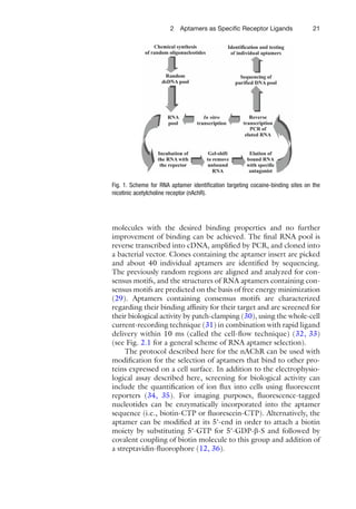 212 Aptamers as Speciﬁc Receptor Ligands
molecules with the desired binding properties and no further
improvement of binding can be achieved. The ﬁnal RNA pool is
reverse transcribed into cDNA, ampliﬁed by PCR, and cloned into
a bacterial vector. Clones containing the aptamer insert are picked
and about 40 individual aptamers are identiﬁed by sequencing.
The previously random regions are aligned and analyzed for con-
sensus motifs, and the structures of RNA aptamers containing con-
sensus motifs are predicted on the basis of free energy minimization
(29). Aptamers containing consensus motifs are characterized
regarding their binding afﬁnity for their target and are screened for
their biological activity by patch-clamping (30), using the whole-cell
current-recording technique (31) in combination with rapid ligand
delivery within 10 ms (called the cell-ﬂow technique) (32, 33)
(see Fig. 2.1 for a general scheme of RNA aptamer selection).
The protocol described here for the nAChR can be used with
modiﬁcation for the selection of aptamers that bind to other pro-
teins expressed on a cell surface. In addition to the electrophysio-
logical assay described here, screening for biological activity can
include the quantiﬁcation of ion ﬂux into cells using ﬂuorescent
reporters (34, 35). For imaging purposes, ﬂuorescence-tagged
nucleotides can be enzymatically incorporated into the aptamer
sequence (i.e., biotin-CTP or ﬂuorescein-CTP). Alternatively, the
aptamer can be modiﬁed at its 5¢-end in order to attach a biotin
moiety by substituting 5¢-GTP for 5¢-GDP-b-S and followed by
covalent coupling of biotin molecule to this group and addition of
a streptavidin-ﬂuorophore (12, 36).
Fig. 1. Scheme for RNA aptamer identiﬁcation targeting cocaine-binding sites on the
nicotinic acetylcholine receptor (nAchR).
 
