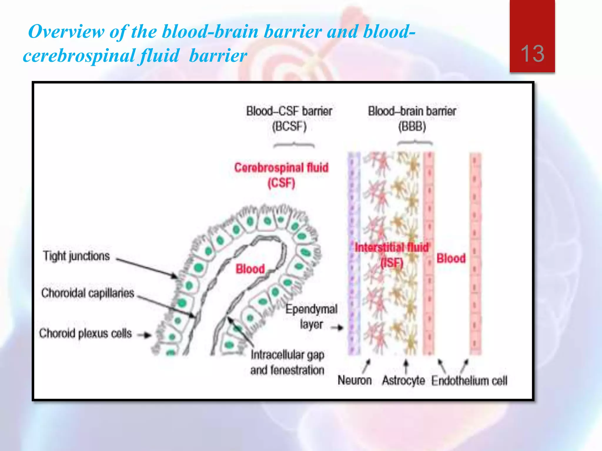 Overview of the blood-brain barrier and blood-
cerebrospinal fluid barrier 13
 