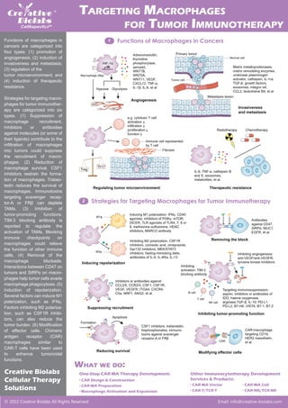 © 2022 Creative Biolabs All Rights Reserved Email: info@creative-biolabs.com
TARGETING MACROPHAGES
FOR TUMOR IMMUNOTHERAPY
Other Immunocytotherapy Development
Services & Products:
· CAR-MA Vector · CAR-MA Cell
· CAR-T/TCR-T · CAR-NK/TCR-NK
One-Stop CAR-MA Therapy Development:
· CAR Design & Construction
· CAR-MA Preparation
· Macrophage Activation and Expansion
WHAT WE DO:
Functions of macrophages in
cancers are categorized into
four types: (1) promotion of
angiogenesis; (2) induction of
invasiveness and metastasis;
(3) regulation of the
tumor microenvironment; and
(4) induction of therapeutic
resistance.
Strategies for targeting macro-
phages for tumor immunother-
apy are categorized into six
types. (1) Suppression of
macrophage recruitment.
Inhibitors or antibodies
against molecules (or some of
their ligands) contribute to the
infiltration of macrophages
into tumors could suppress
the recruitment of macro-
phages. (2) Reduction of
macrophage survival. CSF1
inhibitors restrain the forma-
tion of macrophages. Trabec-
tedin reduces the survival of
macrophages. Immunotoxins
targeting scavenger recep-
tor-A or FRβ can deplete
TAMs. (3) Inhibition of
tumor-promoting functions.
TIM-3 blocking antibody is
reported to regulate the
activation of TAMs. Blocking
immune checkpoints on
macrophages could relieve
the function of other immune
cells. (4) Removal of the
macrophage blockade.
Interactions between CD47 on
tumors and SIRPα on macro-
phages help tumor cells evade
macrophage phagocytosis. (5)
Induction of repolarization.
Several factors can induce M1
polarization, such as IFNγ.
Factors inhibiting M2 polariza-
tion, such as CSF1R inhibi-
tors, can also reduce the
tumor burden. (6) Modification
of effector cells. Chimeric
antigen receptor (CAR)
macrophages similar to
CAR-T cells have been used
to enhance tumoricidal
functions.
Creative Biolabs
Cellular Therapy
Solutions
Apoptosis
Formation
HIF-1α
Hypoxia
Angiogenesis
Invasiveness
and metastasis
Regulating tumor microenvironment Therapeutic resistance
Primary tumor
Macrophage (Mφ)
M1φ
B cell
T cell
NK cell
M2φ
CAR
Tumor cell
Normal cell
Fibrosis
Metastasis lesion
Treg
Radiotherapy Chemotherapy
Th17
Functions of Macrophages in Cancers
1
Strategies for Targeting Macrophages for Tumor Immunotherapy
2
Modifying effector cells
Suppressing recruitment
Inducing repolarization
Removing the block
Inhibiting tumor-promoting function
Reducing survival
Inhibiting angiogenesis:
anti-VEGF/anti-VEGFR,
tyrosine kinase inhibitors
Targeting immunosuppression:
aspirin, inhibitors or antibodies of
IDO, haeme oxygenase,
arginase,TGF-β, IL-10, PD-L1,
PD-L2, B7-H4, VISTA, B7-1, B7-2
Inducing M1 polarization: IFNγ, CD40
agonists, inhibitors of PI3Kγ, mTOR,
DICER, TLR agonists of TLR4, 7, 8 or
9, methionine sulfoximine, HDAC
inhibitors, MARCO antibody
Inhibitors or antibodies against
CCL2/5, CCR2/5, CSF1, CSF1R,
VEGF, VEGFR, ITGA4, CXCR4,
C5a, NRP1, ANG2, et al.
CSF1 inhibitors, trabectedin,
bisphosphonates, immuno-
toxins against scavenger
receptor-A or FRβ
Matrix metalloproteinases,
matrix remodeling enzymes,
urokinase plasminogen
activator, cathepsin, IL-1ra,
TGF-β, growth factors,
exosomes, integrin α4,
CCL2, leukotriene B4, et al.
Adrenomedullin,
thymidine
phosphorylase,
sema4d,
WNT7B,
WNT5A,
WNT11, VEGF,
CXCL12, TNF-α,
IL-1β, IL-8, et al.
Inhibiting M2 polarization: CSF1R
inhibitors, corosolic acid, omeprazole,
Gpr132 inhibitors, MEK/STAT3
inhibitors, fasting-mimicking diets,
antibodies of IL-4, IL-4Ra, IL-13
IL-6, TNF-α, cathepsin B
and S, exosomes,
metabolites, et al.
CAR-macrophage
targeting CD19,
HER2 mesothelin,
et al.
Antibodies
against CD47,
SIRPα, MUC1,
EGFR, et al.
Inhibiting
activation: TIM-3
blocking antibody
Glycolysis
Immune cell represented
by T cell
e.g. cytotoxic T cell:
activation
infiltration
proliferation
function
 