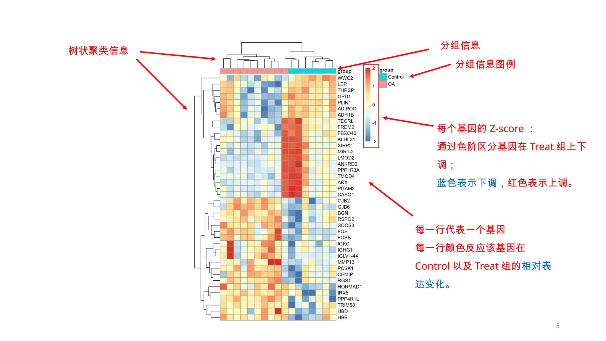 5 热图解读 分组信息 每一行代表一个基因 每一行颜色反应该基因在 Control 以及 Treat 组的相对表 达变化。 分组信息图例 树状聚类信息 每个基因的 Z-score ： 通过色阶区分基因在 Treat 组上下 调； 蓝色表示下调，红色表示上调。 