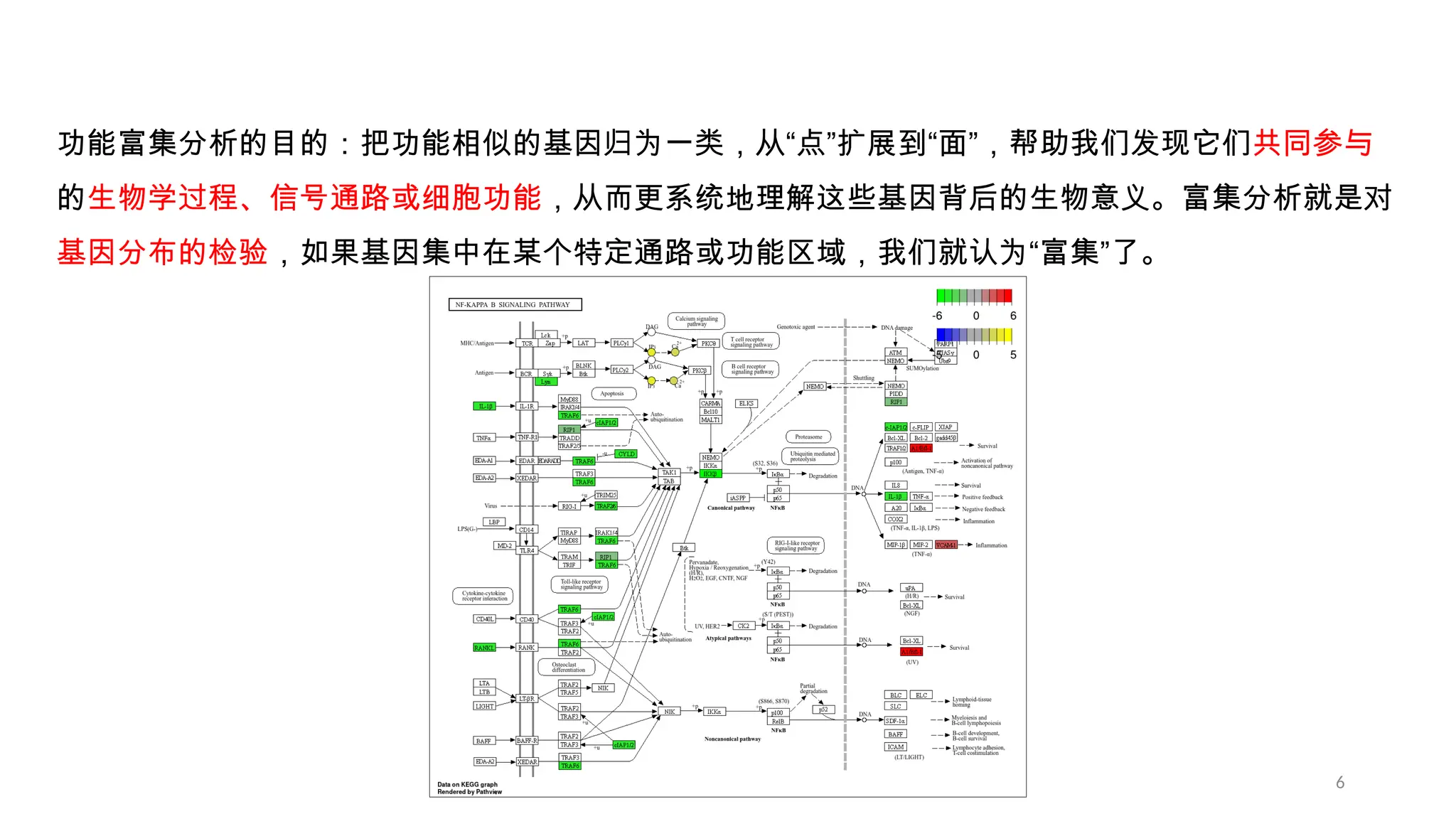 6 富集分析 功能富集分析的目的：把功能相似的基因归为一类，从“点”扩展到“面”，帮助我们发现它们共同参与 的生物学过程、信号通路或细胞功能，从而更系统地理解这些基因背后的生物意义。富集分析就是对 基因分布的检验，如果基因集中在某个特定通路或功能区域，我们就认为“富集”了。 