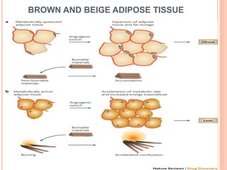 Targeting white, brown and perivascular adipose tissue in ...