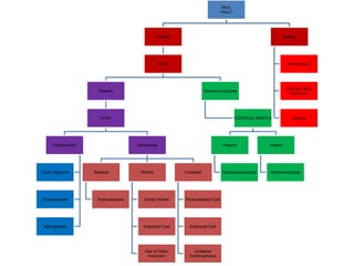 SKUL
VAULT
Present
FALX
Present
CYST
Extrancranial
Cystic Hygroma
Encephalocele
Meningocele
Intracranial
Bilateral
Hydrocephalus
Midline
Dandy-Walker
Arachnoid Cyst
Vein of Galen
Aneurysm
Unilateral
Porencephalic Cyst
Arachnoid Cyst
Unilateral
Hydrocephalus
Absent/Incomplete
CORTICLE MANTLE
Present
Holoprosencephaly
Absent
Hydranencephaly
Absent
Anencephaly
Amniotic Band
Syndrome
Acrania
 