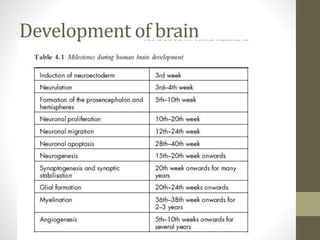 Development of brain
 