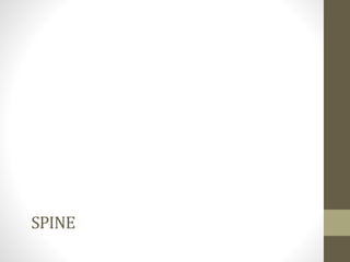 SPINE
 