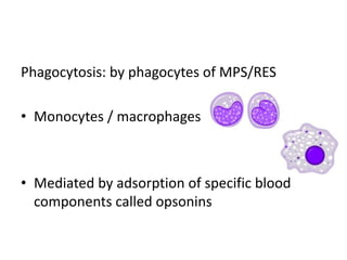 Phagocytosis: by phagocytes of MPS/RES
• Monocytes / macrophages
• Mediated by adsorption of specific blood
components called opsonins
 