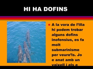 HI HA DOFINS  A la vora de l’illa hi podem trobar alguns dofins inofensius, es fa molt submarinisme per veure’ls. Jo e anat amb un vaixell i els e vist. 