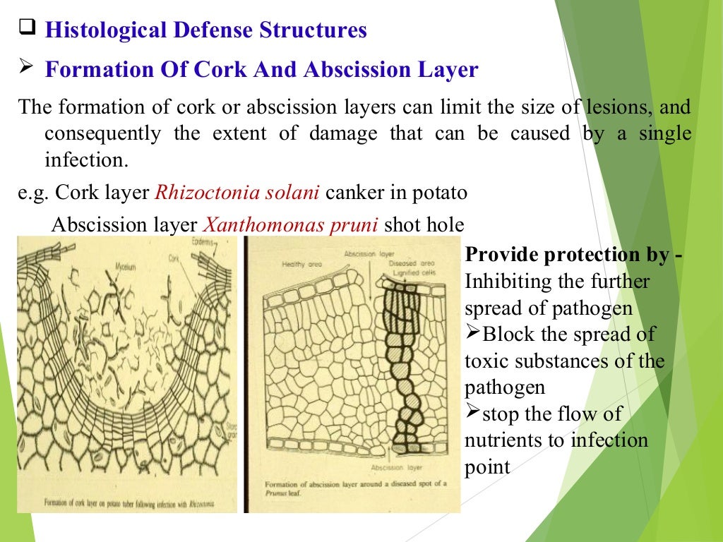 Defence mechanism in plants Preformed substances and structures.