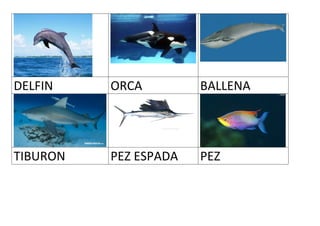 DELFIN ORCA BALLENA
TIBURON PEZ ESPADA PEZ
 