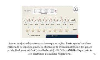 Son un conjunto de cuatro reacciones que se repiten hasta agotar la cadena
carbonada de un ácido graso. Su objetivo es la oxidación de los ácidos grasos
produciéndose AcetilCoA (irá a Krebs, etc) y FADH2 y ANDH+H que cederán
sus electrones a la cadena respiratoria. 5b
 