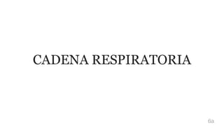 CADENA RESPIRATORIA
6a
 