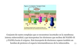 Conjunto de cuatro complejos que se encuentran insertados en la membrana
interna mitocondrial y que transportan los electrones que reciben del NADH+H
y FADH2 hasta el oxígeno. Este transporte de electrones supone también un
bombeo de protones al espacio intermembranoso de la mitocondria. 6b
 