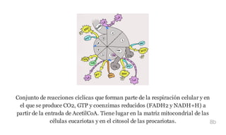 Conjunto de reacciones cíclicas que forman parte de la respiración celular y en
el que se produce CO2, GTP y coenzimas reducidos (FADH2 y NADH+H) a
partir de la entrada de AcetilCoA. Tiene lugar en la matriz mitocondrial de las
células eucariotas y en el citosol de las procariotas. 8b
 