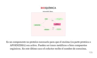 Es un componente no proteico necesario para que el enzima (su parte proteica o
APOENZIMA) sea activo. Pueden ser iones metálicos o bien compuestos
orgánicos. En este último caso el cofactor recibe el nombre de coenzima.
10b
 