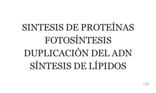 SINTESIS DE PROTEÍNAS
FOTOSÍNTESIS
DUPLICACIÓN DEL ADN
SÍNTESIS DE LÍPIDOS
12b
 
