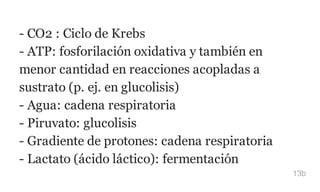 - CO2 : Ciclo de Krebs
- ATP: fosforilación oxidativa y también en
menor cantidad en reacciones acopladas a
sustrato (p. ej. en glucolisis)
- Agua: cadena respiratoria
- Piruvato: glucolisis
- Gradiente de protones: cadena respiratoria
- Lactato (ácido láctico): fermentación
13b
 