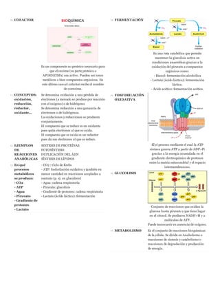 10. COFACTOR
Es un componente no proteico necesario para
que el enzima (su parte proteica o
APOENZIMA) sea activo. Pueden ser iones
metálicos o bien compuestos orgánicos. En
este último caso el cofactor recibe el nombre
de coenzima.
11. CONCEPTOS:
oxidación,
reducción,
reductor,
oxidante...
Se denomina oxidación a una pérdida de
electrones (a menudo se produce por reacción
con el oxígeno) o de hidrógeno.
Se denomina reducción a una ganancia de
electrones o de hidrógenos.
La oxidaciones y reducciones se producen
conjuntamente.
El compuesto que se reduce es un oxidante
pues quita electrones al que se oxida.
El compuesto que se oxida es un reductor
pues da sus electrones al que se reduce.
12. EJEMPLOS
DE
REACCIONES
ANABÓLICAS
SINTESIS DE PROTEÍNAS
FOTOSÍNTESIS
DUPLICACIÓN DEL ADN
SÍNTESIS DE LÍPIDOS
13. En qué
procesos
metabólicos
se produce:
- CO2
- ATP
- Agua
- Piruvato
- Gradiente de
protones
- Lactato
- CO2 : Ciclo de Krebs
- ATP: fosforilación oxidativa y también en
menor cantidad en reacciones acopladas a
sustrato (p. ej. en glucolisis)
- Agua: cadena respiratoria
- Piruvato: glucolisis
- Gradiente de protones: cadena respiratoria
- Lactato (ácido láctico): fermentación
14. FERMENTACIÓN
Es una ruta catabólica que permite
mantener la glucolisis activa en
condiciones anaerobias gracias a la
oxidación del piruvato a compuestos
orgánicos como:
- Etanol: fermentación alcohólica
- Lactato (ácido láctico): fermentación
láctica.
- Ácido acético: fermentación acética.
15. FOSFORILACIÓN
OXIDATIVA
El el proceso mediante el cual la ATP
sintasa genera ATP a partir de ADP+Pi
gracias a la energía acumulada en el
gradiente electroquímico de protones
entre la matriz mitocondrial y el espacio
intermembranoso.
16. GLUCOLISIS
Conjunto de reacciones que oxidan la
glucosa hasta piruvato y que tiene lugar
en el citosol. Se producen NADH+H y 2
moléculas de ATP.
Puede transcurrir en ausencia de oxígeno.
17. METABOLISMO Es el conjunto de reacciones bioquímicas
de la célula. Se divide en Anabolismo o
reacciones de síntesis y catabolismo o
reacciones de degradación y producción
de energía.
 