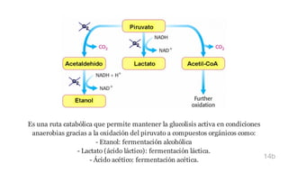 Es una ruta catabólica que permite mantener la glucolisis activa en condiciones
anaerobias gracias a la oxidación del piruvato a compuestos orgánicos como:
- Etanol: fermentación alcohólica
- Lactato (ácido láctico): fermentación láctica.
- Ácido acético: fermentación acética. 14b
 