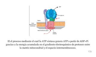 El el proceso mediante el cual la ATP sintasa genera ATP a partir de ADP+Pi
gracias a la energía acumulada en el gradiente electroquímico de protones entre
la matriz mitocondrial y el espacio intermembranoso.
15b
 