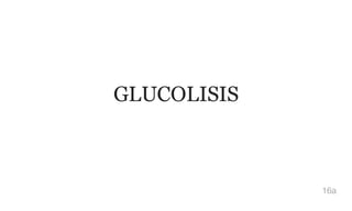 GLUCOLISIS
16a
 