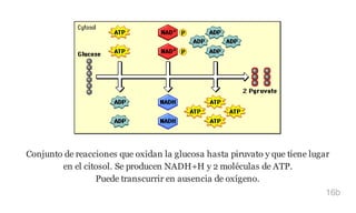 Conjunto de reacciones que oxidan la glucosa hasta piruvato y que tiene lugar
en el citosol. Se producen NADH+H y 2 moléculas de ATP.
Puede transcurrir en ausencia de oxígeno.
16b
 