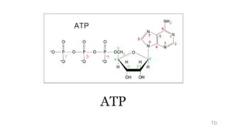 ATP
1b
 