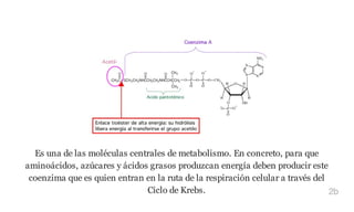 Es una de las moléculas centrales de metabolismo. En concreto, para que
aminoácidos, azúcares y ácidos grasos produzcan energía deben producir este
coenzima que es quien entran en la ruta de la respiración celular a través del
Ciclo de Krebs. 2b
 