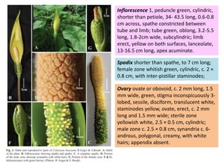 Tapioca Inflorescence ADVANCES IN THE PRODUCTION TECHNOLOGY OF TARO OR COLACASIA | PPTX