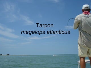 Tarpon
megalops atlanticus
 