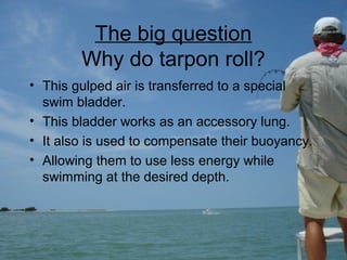 Roll Bladder Florida Tarpon Fishing | PPT