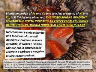 Bioaccumulation of As and Cr, and to a lesser extent, of Ni and
Pb, in P. lividus was observed. THE INCREASING AS GRADIENT
TOWARD THE NORTH INDICATES AN EFFECT FROM EMISSIONS
OF THE TORREVALDALIGA NORD COAL FIRED POWER PLANT.
S. Scanu, S. Soetebier, D. Piazzolla, F. Tiralongo, E. Mancini, N. Romano, M. Marcelli. Concentrations
of As, Cd, Cr, Ni, and Pb in the echinoid Paracentrotus lividus on the coast of Civitavecchia, northern
Tyrrhenian Sea, Italy. Regional Studies in Marine Science. Vol. 1, March 2015, Pages 7-17.
 