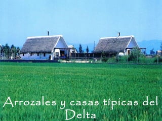 Arrozales y casas típicas del
           Delta
 