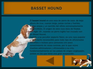 BASSET HOUND 
El basset hound es una raza de perro de caza de baja 
altura de cruz, cuerpo largo, patas cortas y fuertes, 
largas orejas y un sentido del olfato extremadamente 
desarrollado. El origen de esta raza data de finales 
del siglo 19 , cuando un perro inglés fue cruzado con 
un Blood Hound. 
Debido a su peculiar aspecto físico, es una raza popular 
y fácilmente reconocible para todo tipo de aficionados 
canófilos e incluso para personas con poco 
conocimiento de razas caninas, por lo que reúne 
muchos admiradores y aficionados a su cría, 
fundamentalmente en los países de origen anglosajón, 
países en los que tiene una gran aceptación. 
 